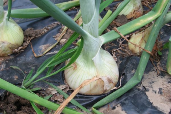 Hydra onion ссылка